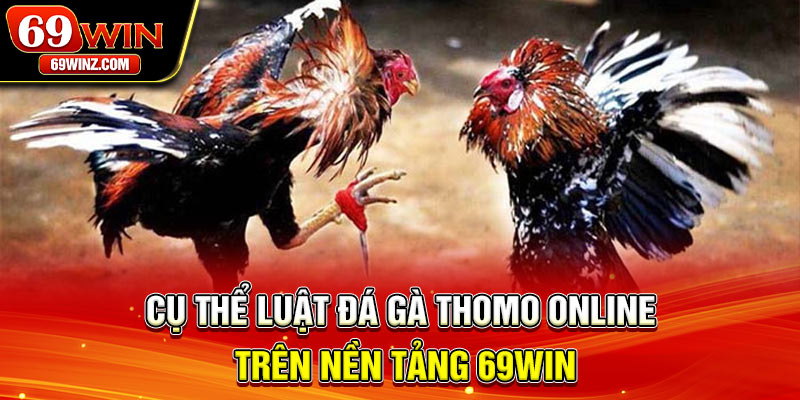 Cụ thể luật đá gà thomo online trên nền tảng 69win