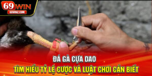 Đá Gà Cựa Dao | Tìm Hiểu Tỷ Lệ Cược Và Luật Chơi Cần Biết
