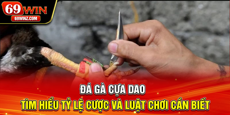 Đá Gà Cựa Dao | Tìm Hiểu Tỷ Lệ Cược Và Luật Chơi Cần Biết