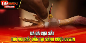Đá Gà Cựa Sắt | Thú Vui Hấp Dẫn Tại Sảnh Cược 28bet