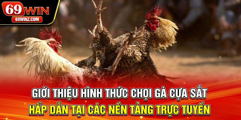 Giới thiệu hình thức chọi gà cựa sắt hấp dẫn tại các nền tảng trực tuyến 