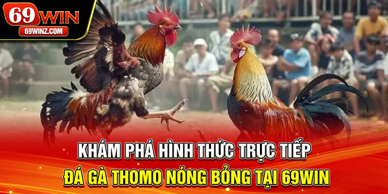 Khám phá hình thức trực tiếp đá gà thomo nóng bỏng tại 69win