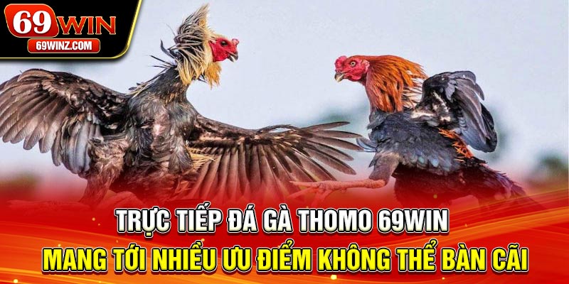 Trực tiếp đá gà thomo 69win mang tới nhiều ưu điểm không thể bàn cãi