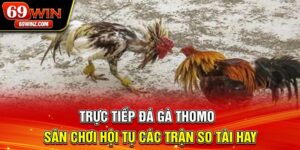 Trực Tiếp Đá Gà Thomo | Sân Chơi Hội Tụ Các Trận So Tài Hay